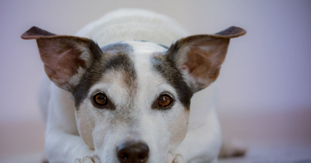 Top Pet Products For Urban Dog Owners