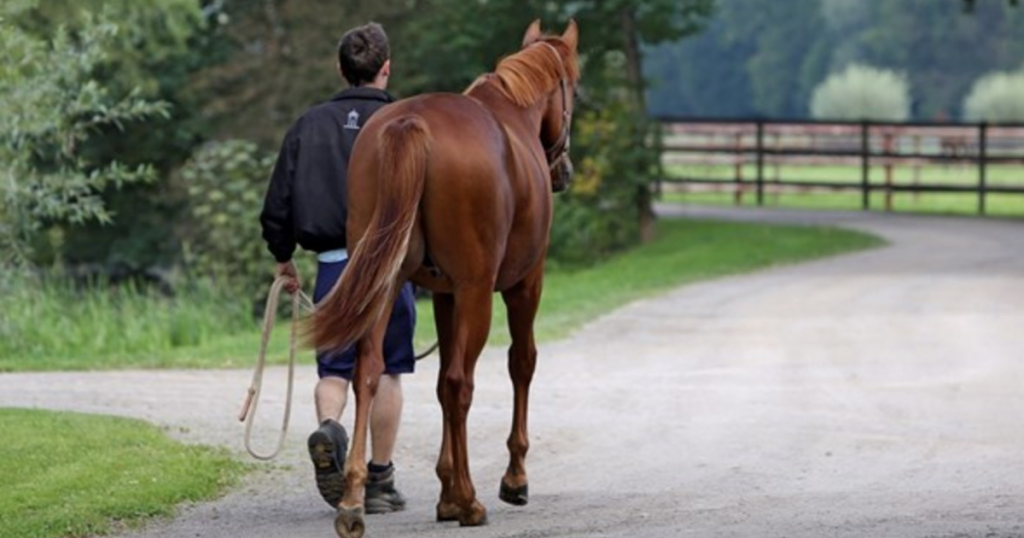 Horse Training Success