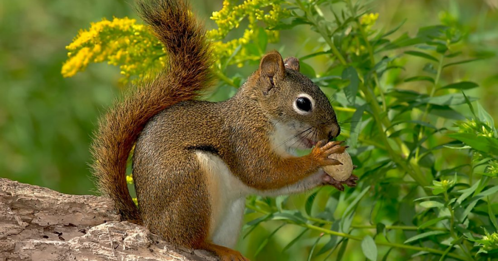 Different Types of Squirrel Species That Exist in America Today