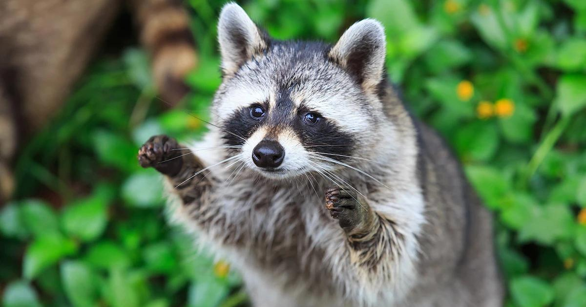 Garden Wildlife in Your Backyard