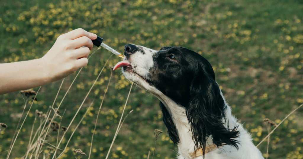 CBD For Dogs