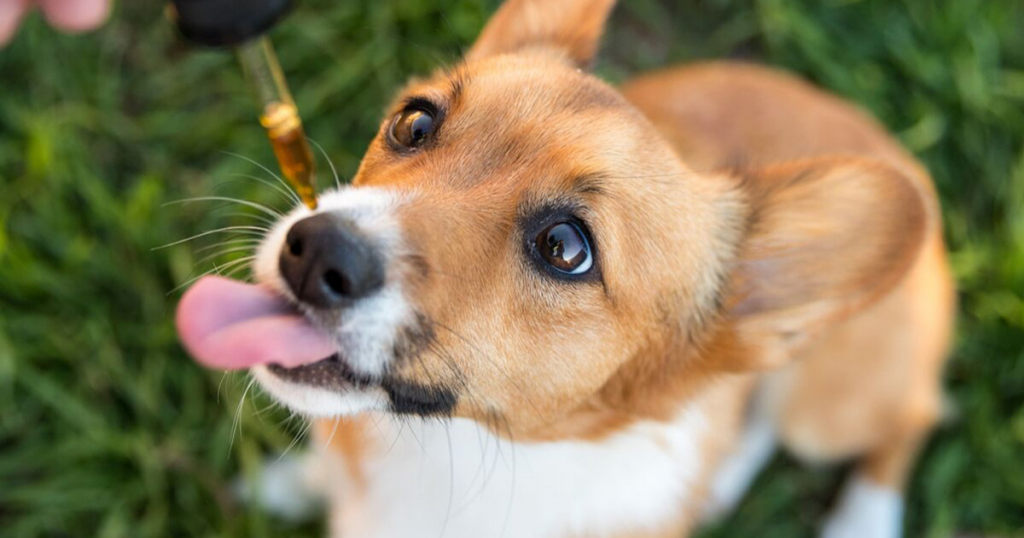 How Much CBD Should I Give My Dog