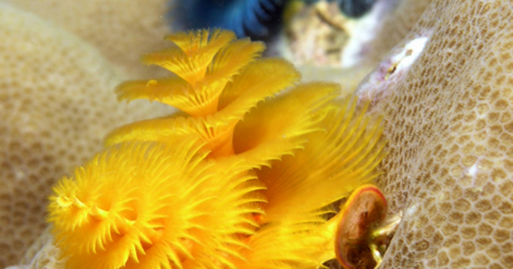 How To Extract Polychaete Safely From Your Marine Aquarium