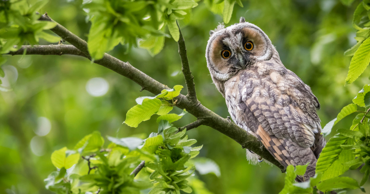 Interesting Owl Facts and Myths