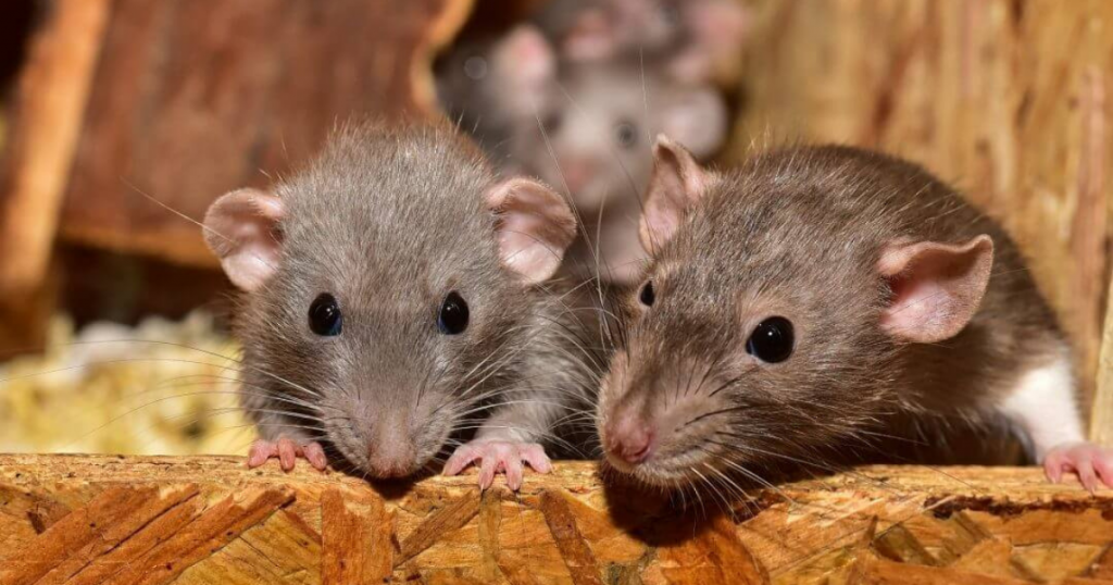 About Rat Pest Control
