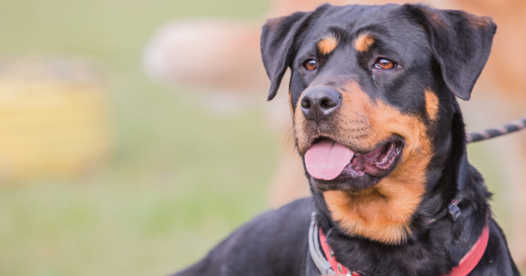Top 5 Dog Breeds For Protection