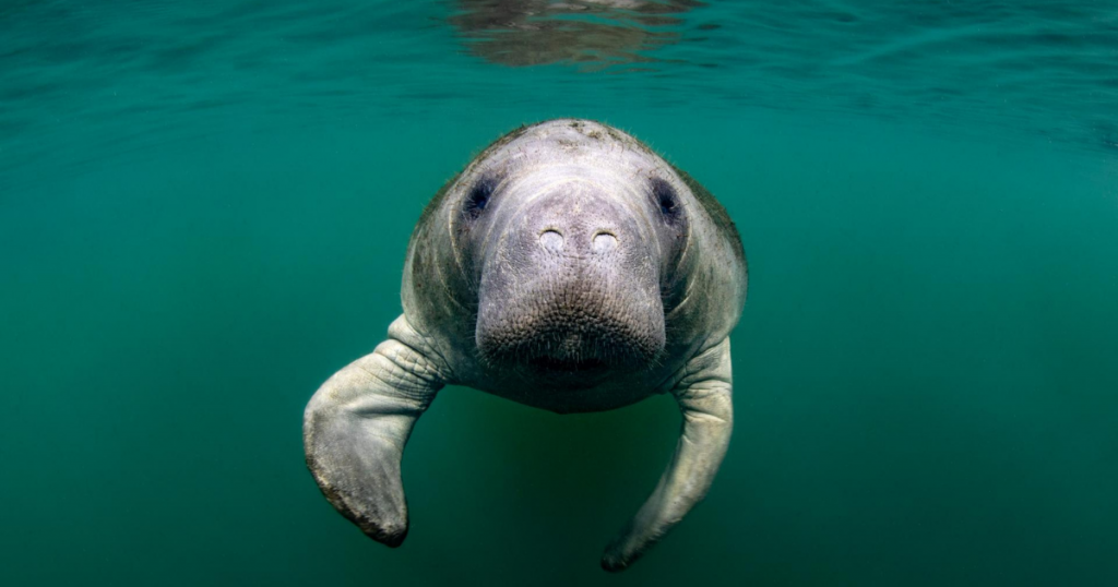Interesting Manatee Facts