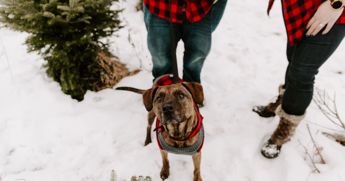 Dressing A Dog For The Outdoors