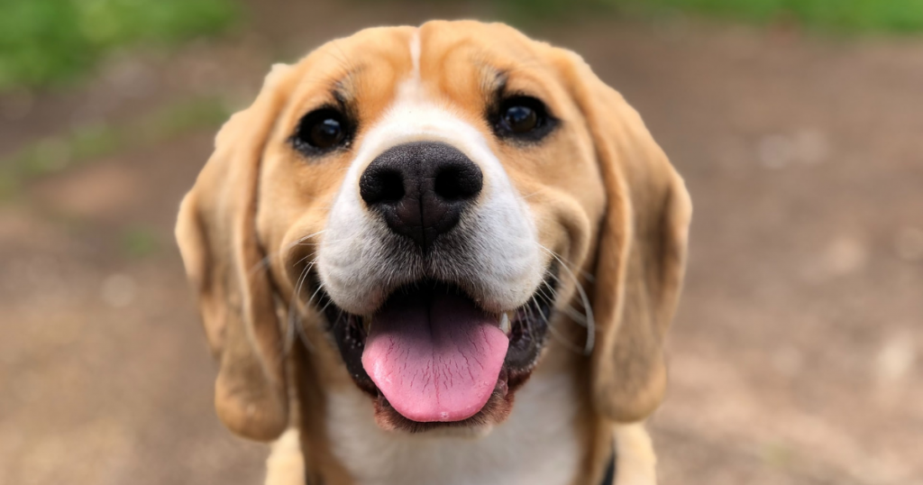 Health Benefits Of CBD Oil For Pets