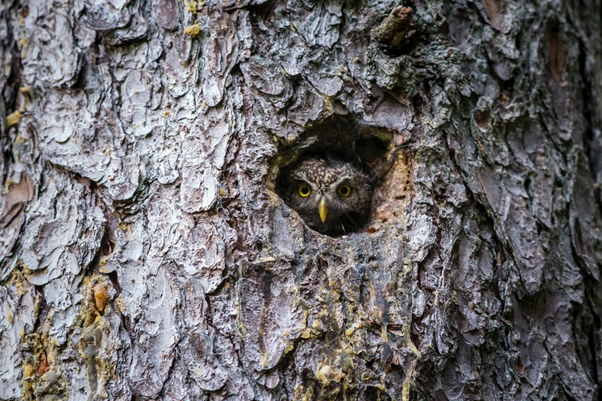 How to Go Owl Spotting
