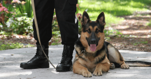 Using a Security Dog