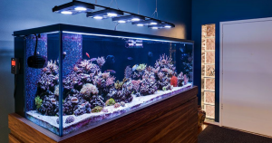 Aquarium Maintenance