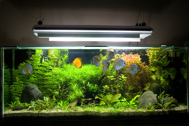 Aquarium Maintenance