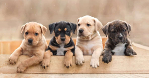 Puppy Care
