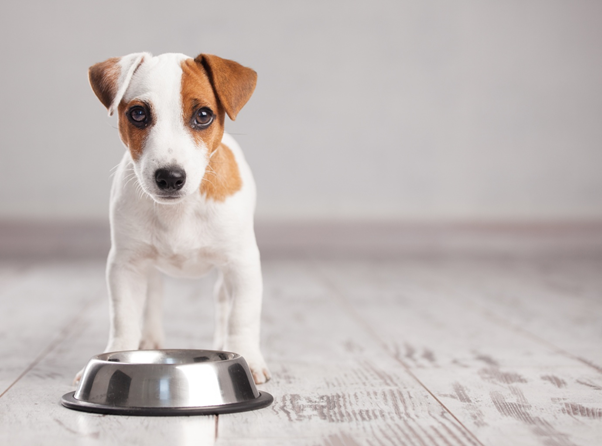 Puppy Care