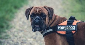 Service Dog Qualifications